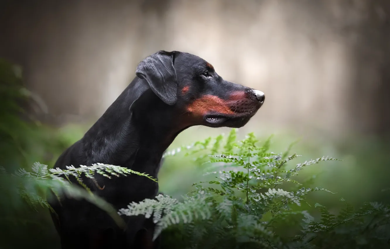 Photo wallpaper each, dog, fern