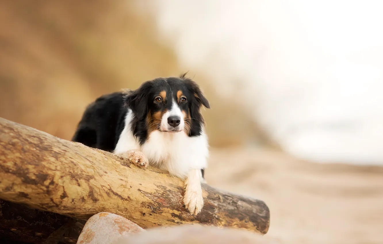 Photo wallpaper look, each, dog