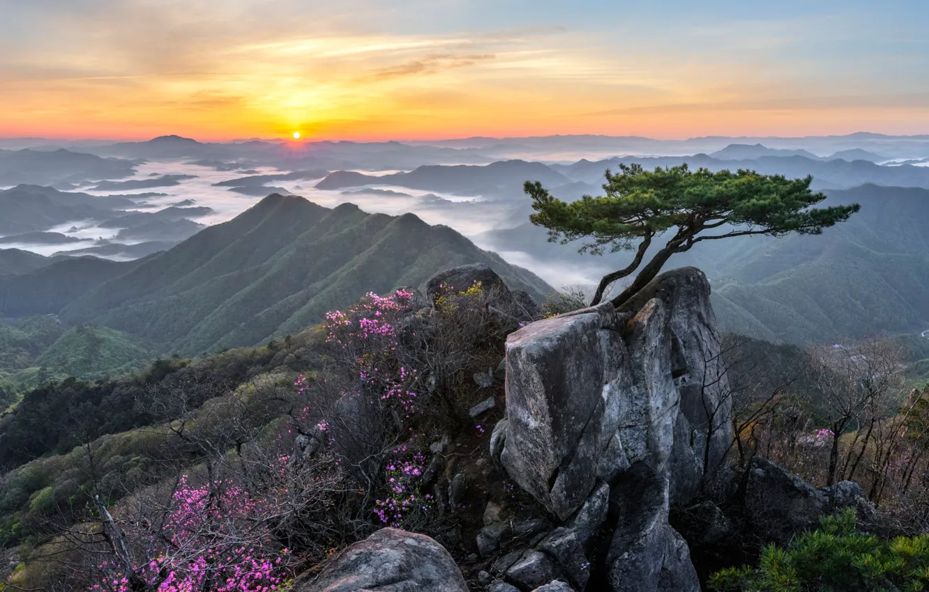 Photo wallpaper the sky, the sun, light, flowers, mountains, fog, stones, open