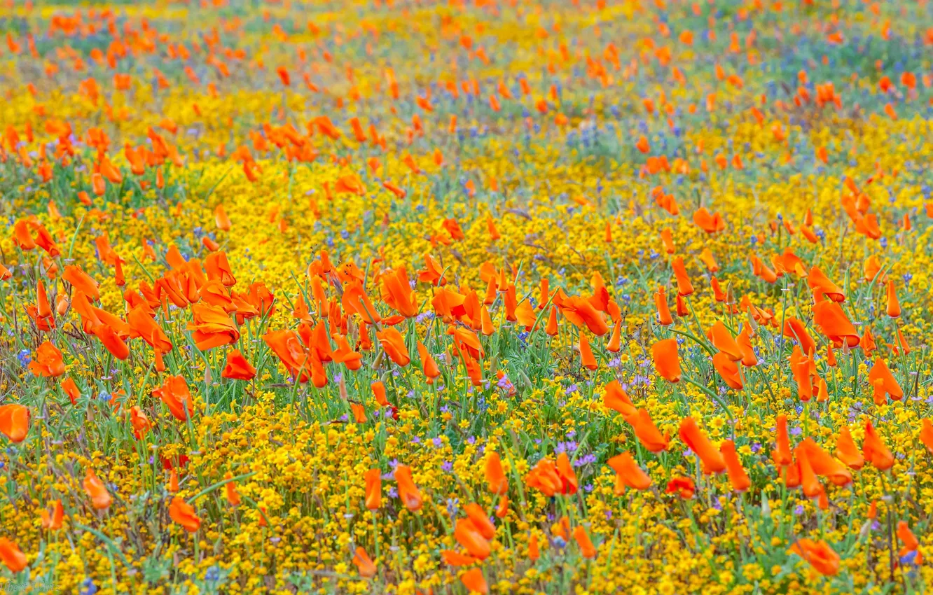 Photo wallpaper field, flowers, orange, Escholzia