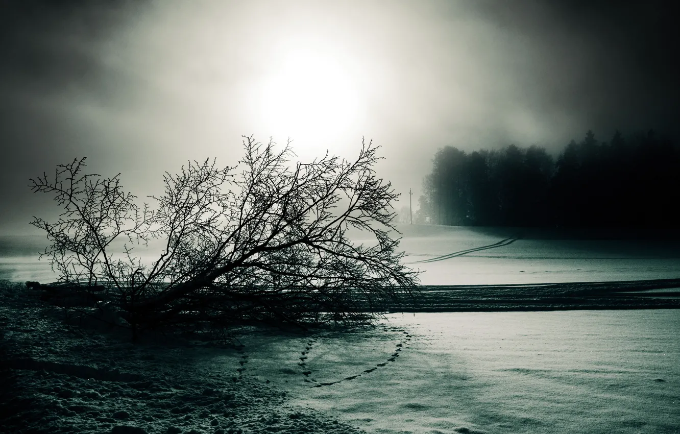 Photo wallpaper winter, snow, traces, fog, tree, black and white, roadside, gloomy