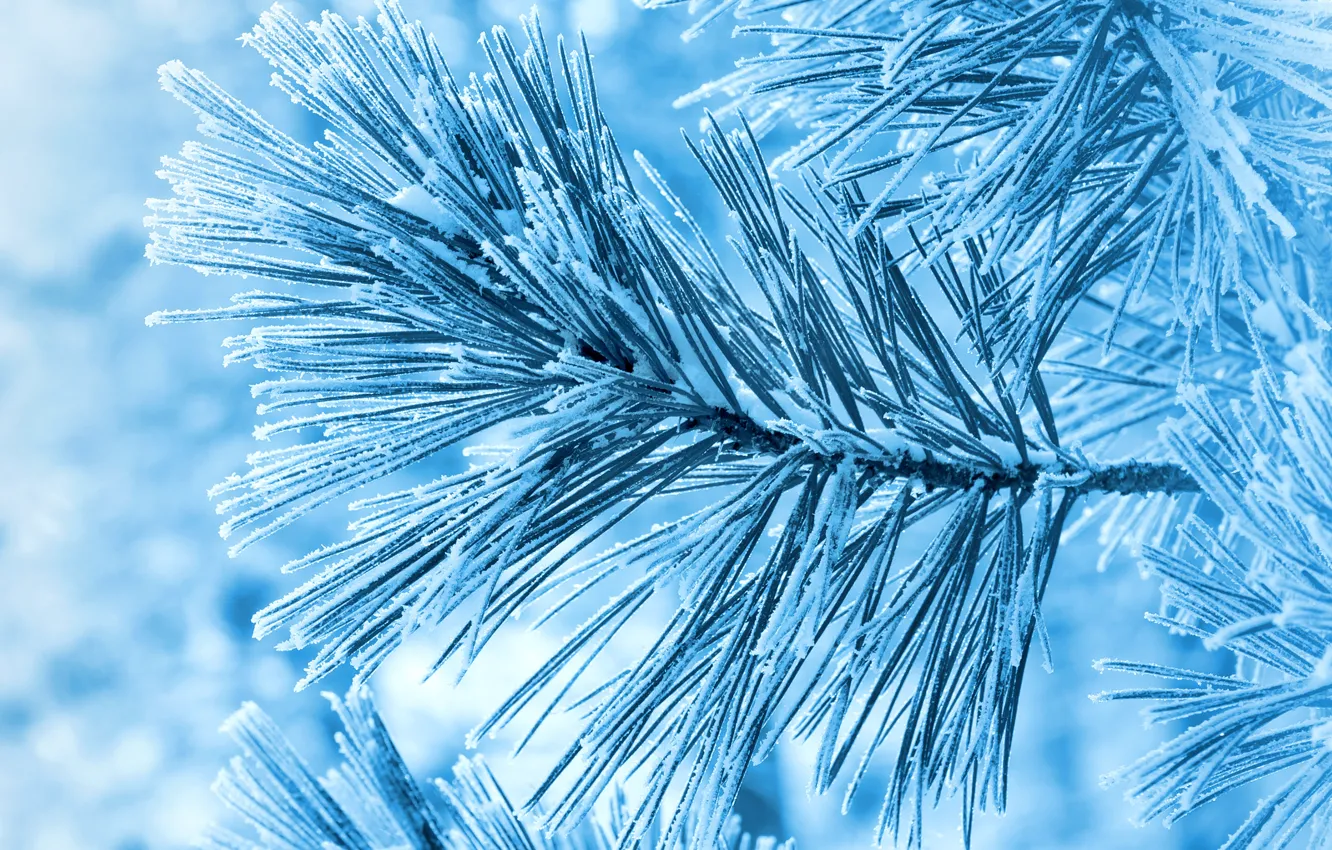 Photo wallpaper winter, frost, snow, spruce, branch