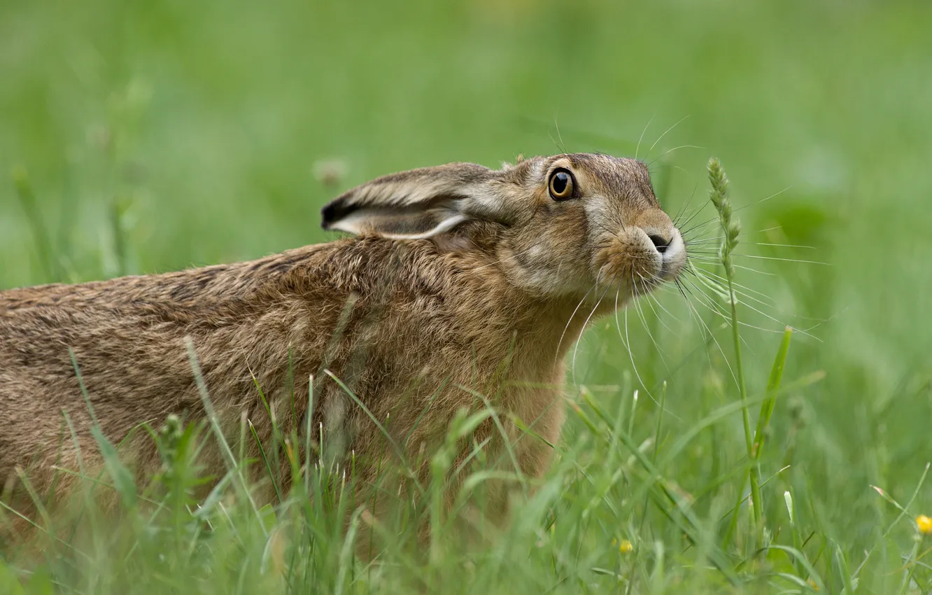 Photo wallpaper grass, look, grey, glade, hare, face