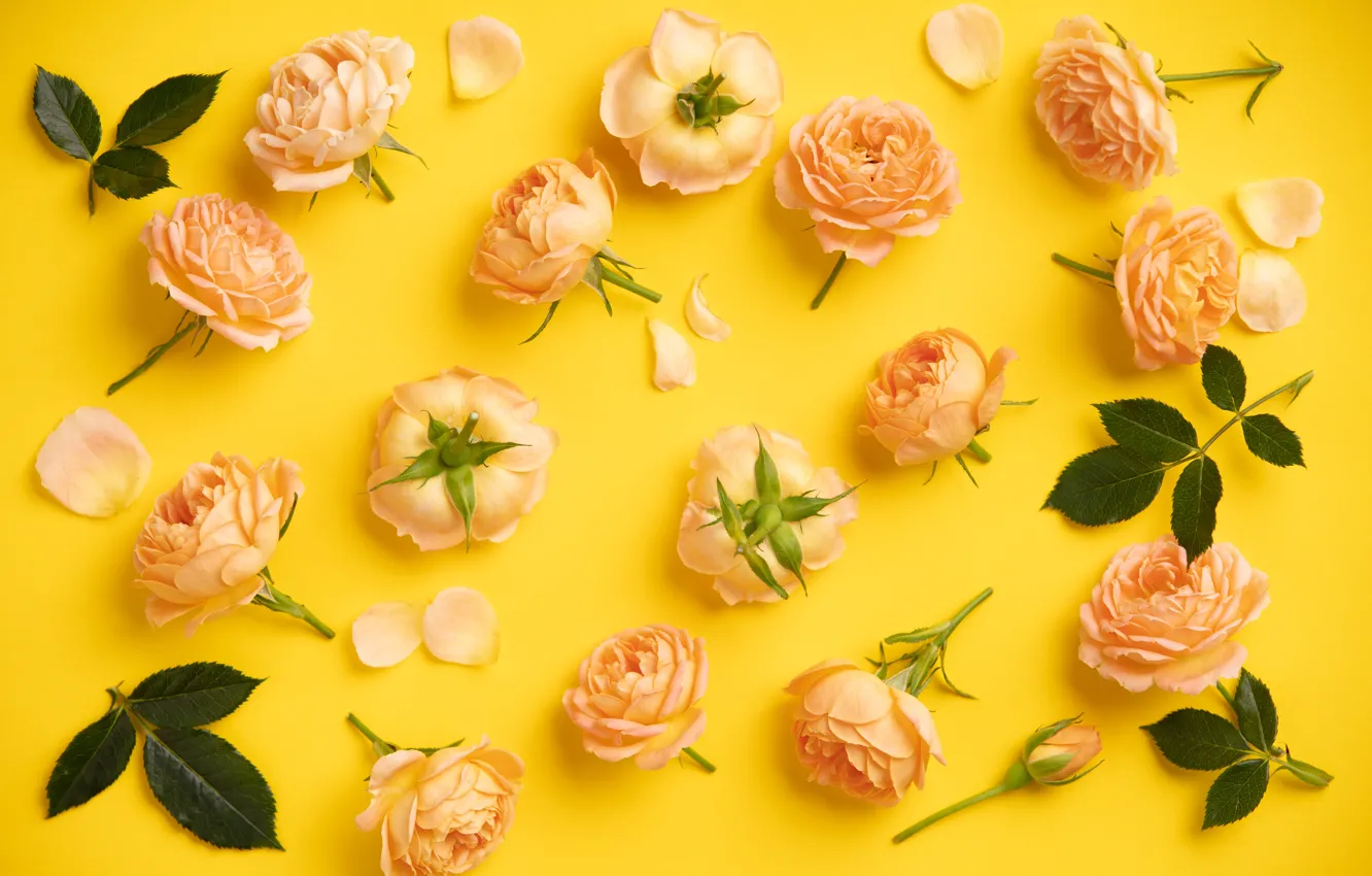 Photo wallpaper yellow, background, roses, Flowers, buds, decor