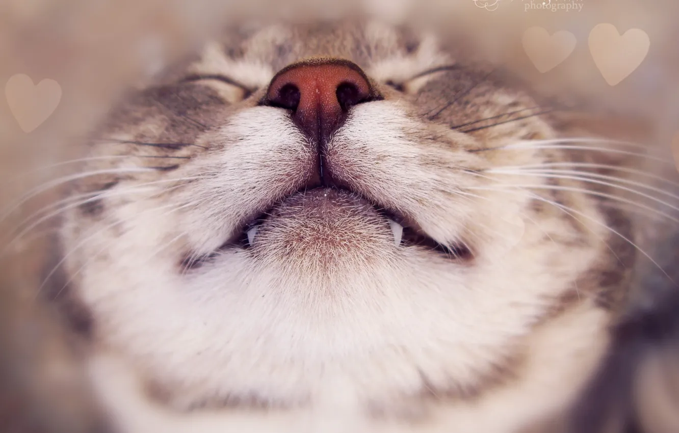 Photo wallpaper cat, mood, animal