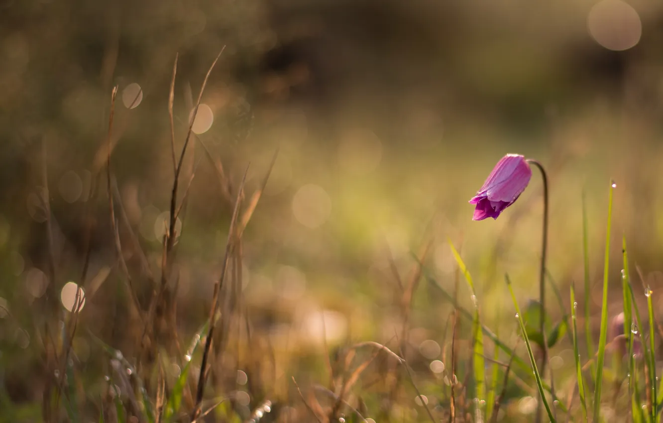 Photo wallpaper grass, flowers, nature