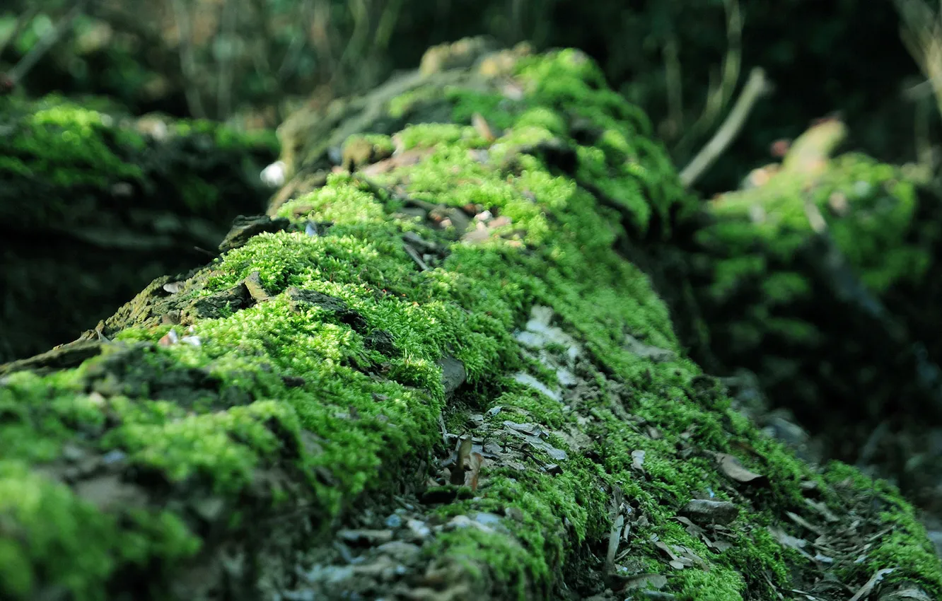 Photo wallpaper trees, moss, trunk, bark