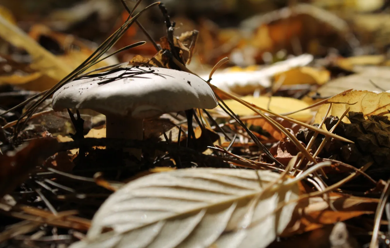 Photo wallpaper autumn, forest, mushrooms