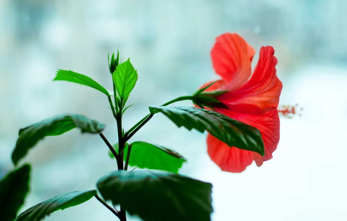 Photo wallpaper flowers, red, window, blooms, hibiscus