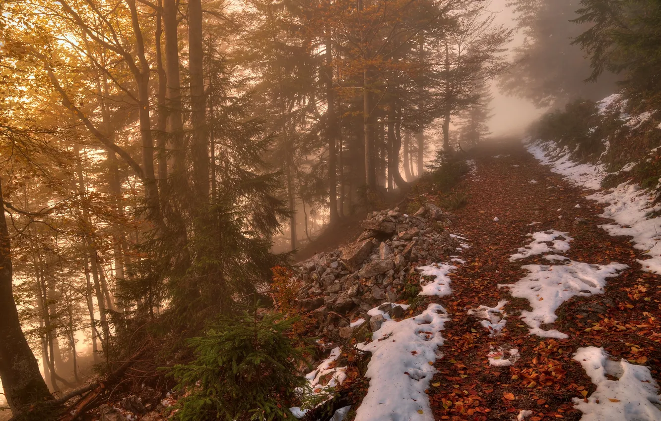 Photo wallpaper forest, snow, trees, stones, foliage, path
