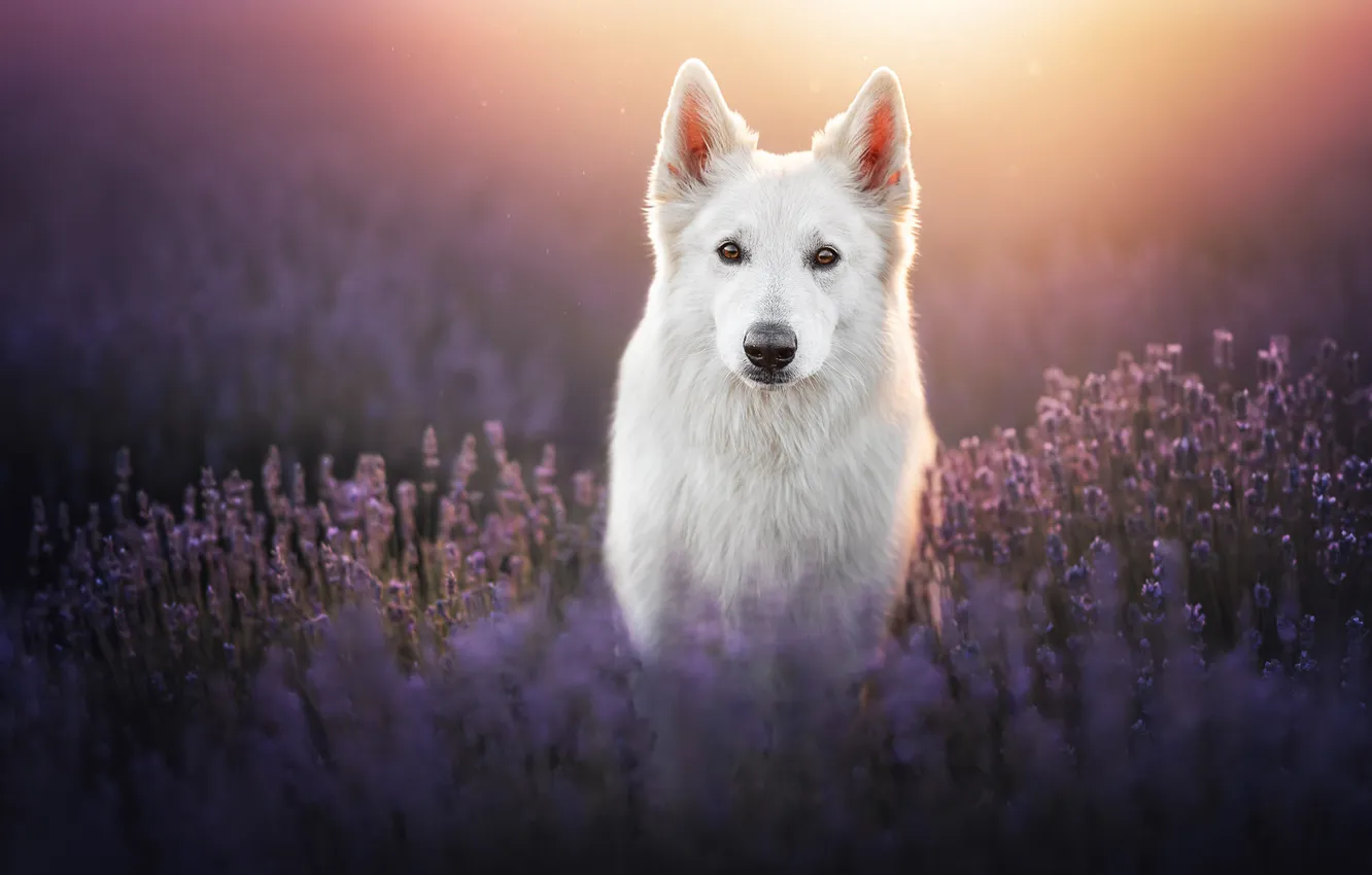 Photo wallpaper look, face, flowers, dog, lavender, The white Swiss shepherd dog