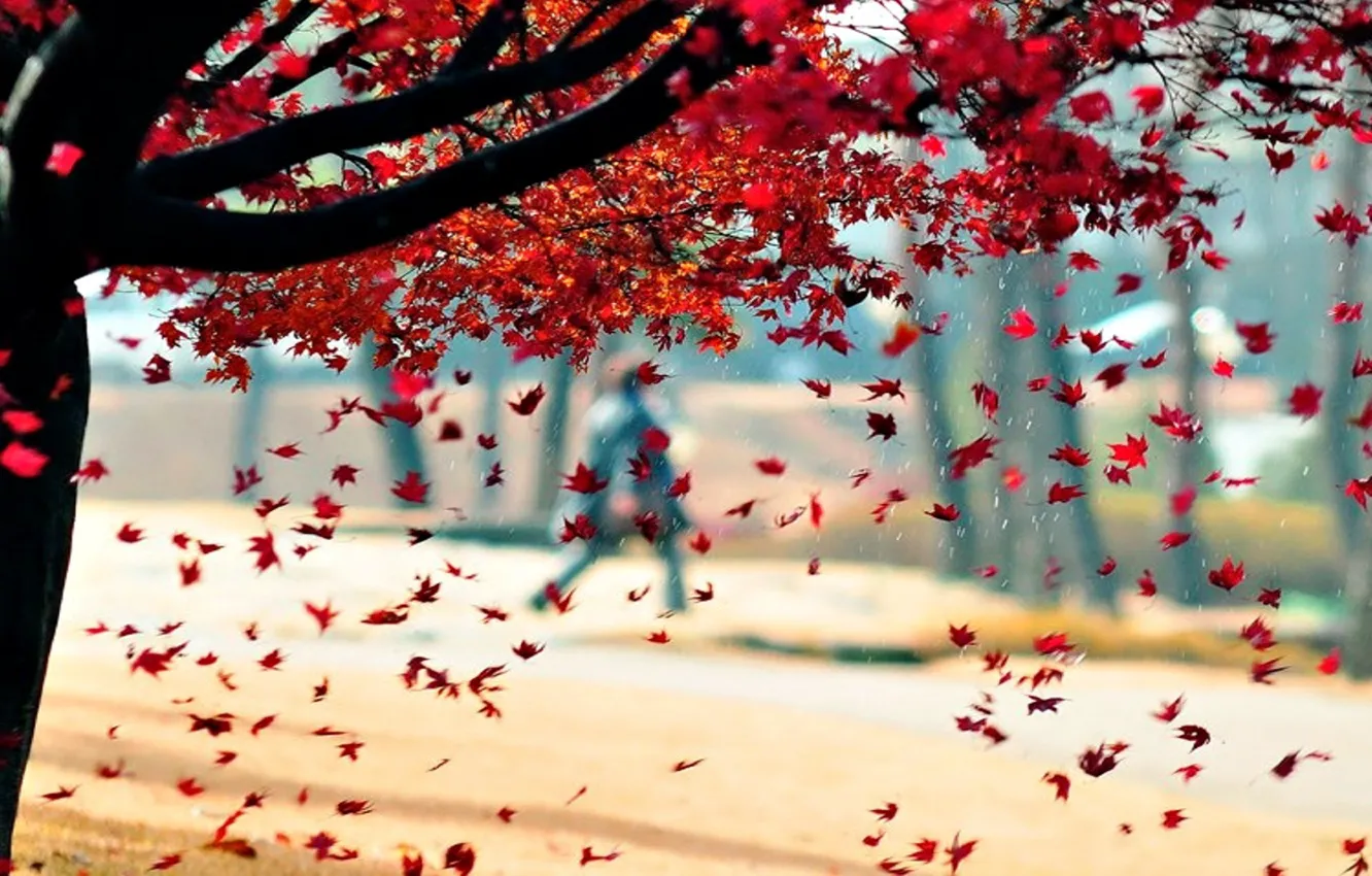 Photo wallpaper autumn, leaves, trees, Park, rain, silhouette