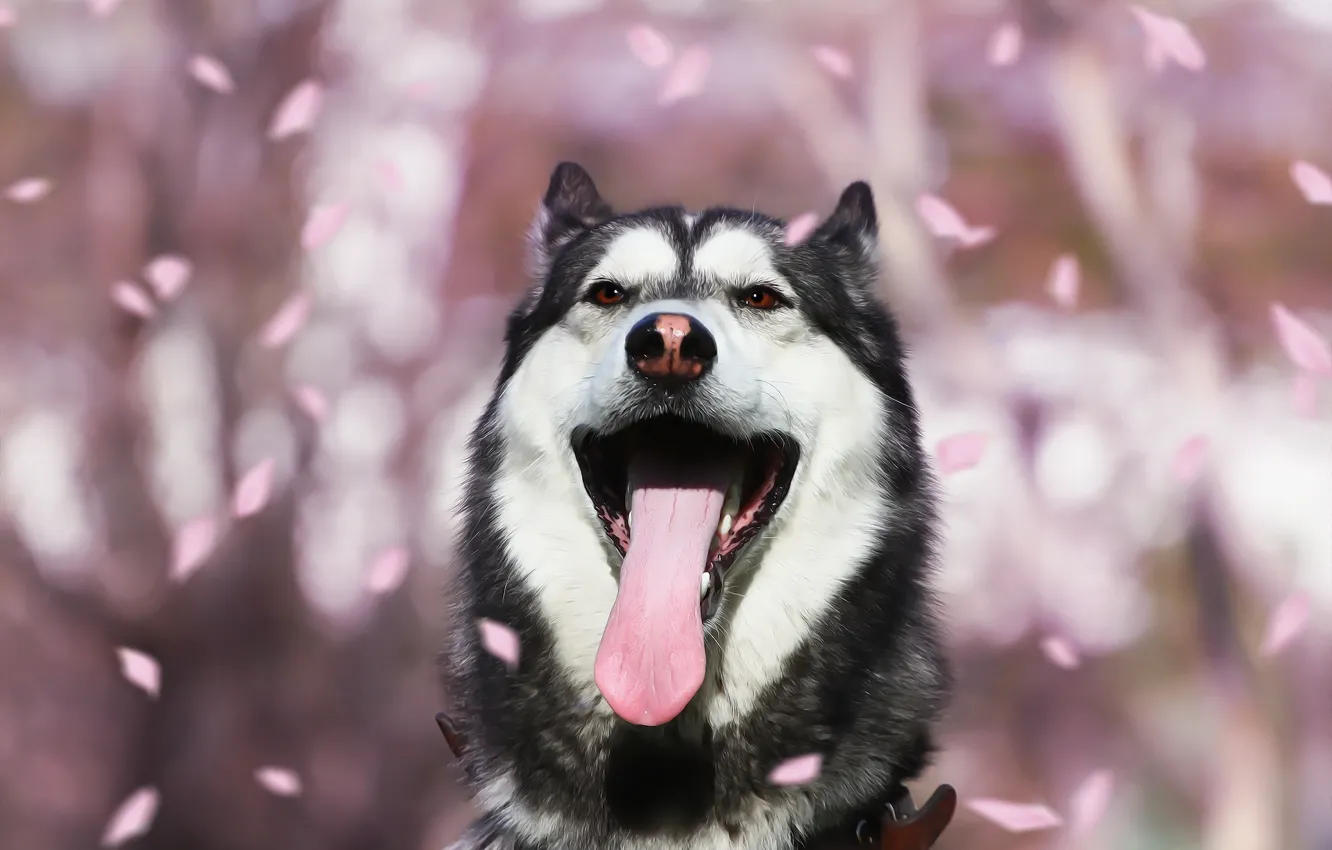 Photo wallpaper language, each, dog, petals, husky