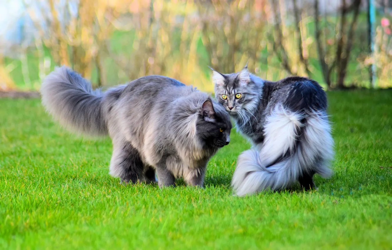 Photo wallpaper greens, cat, grass, cat, look, face, branches, nature