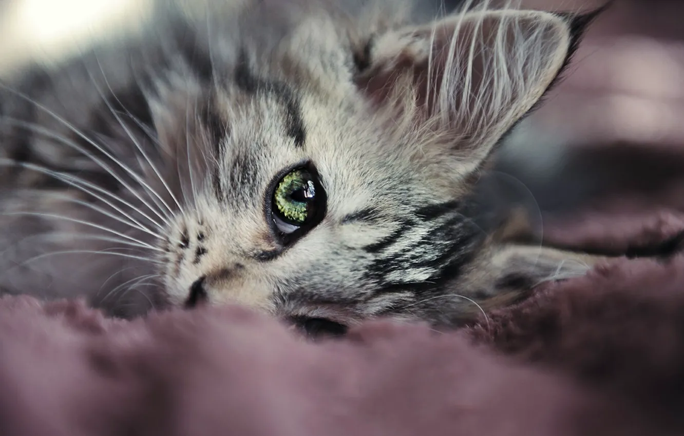 Photo wallpaper cat, mustache, eyes, lies