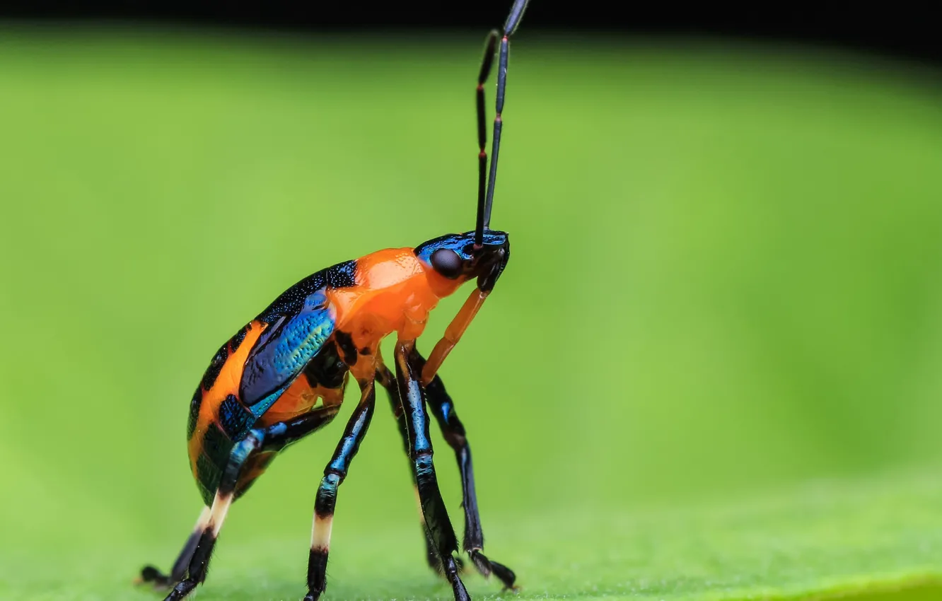 Photo wallpaper macro, sheet, beetle