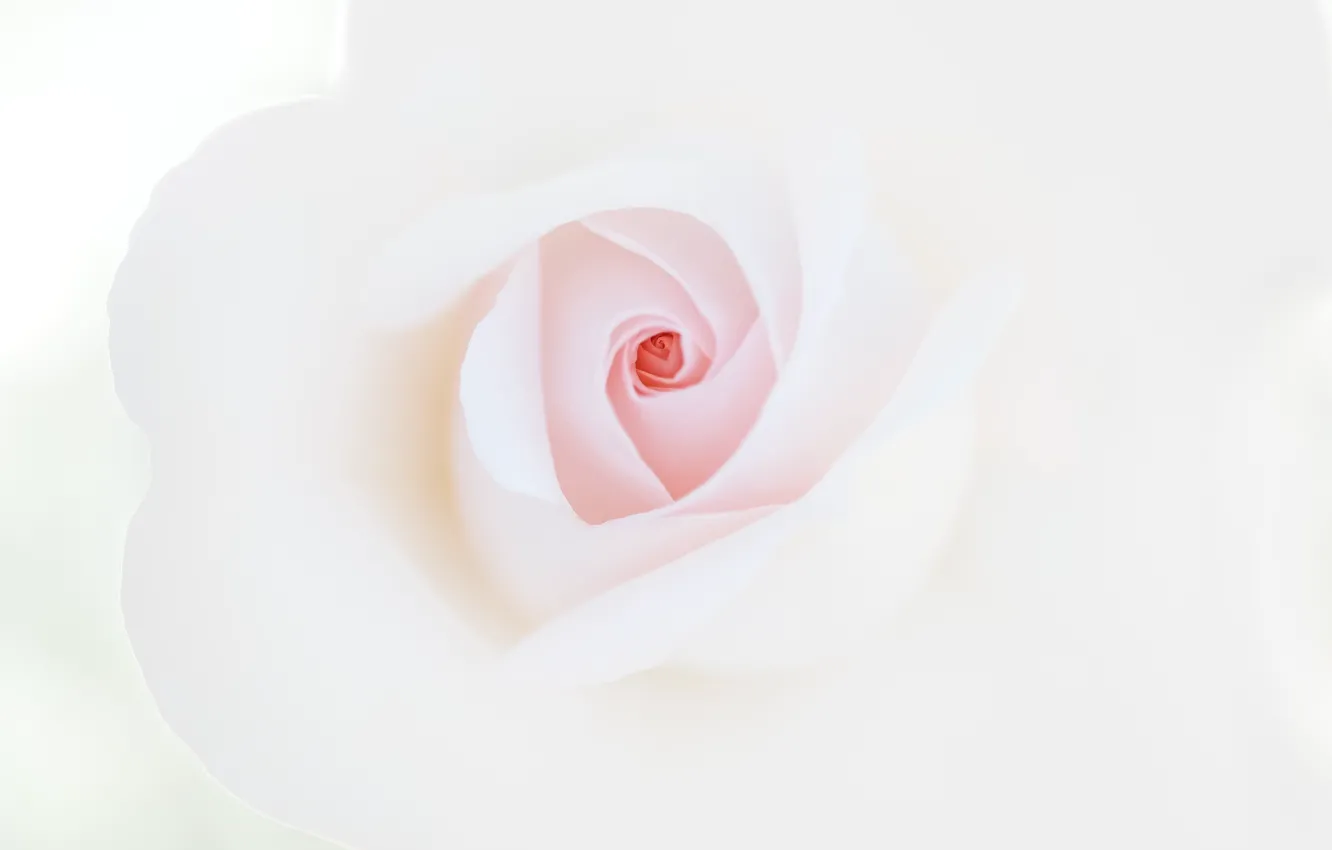 Photo wallpaper white, macro, rose, petals