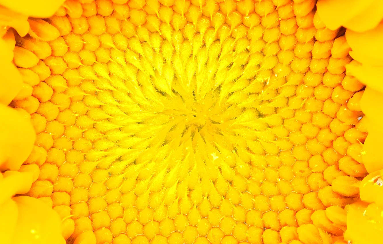 Photo wallpaper sunflower, yellow, core