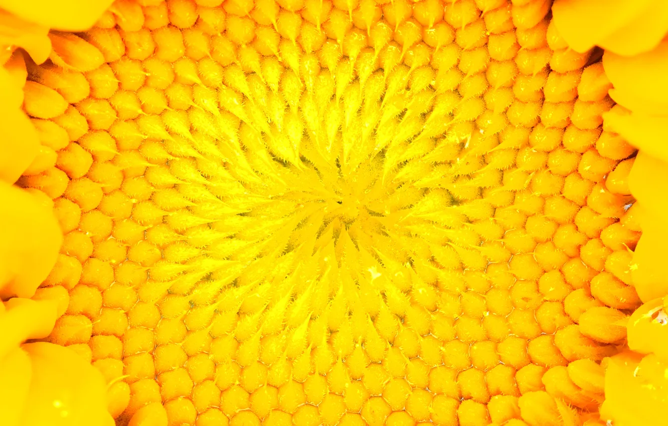 Photo wallpaper sunflowers, yellow, core