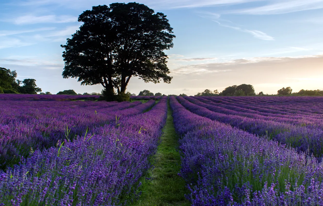 Photo wallpaper field, flowers, lavender