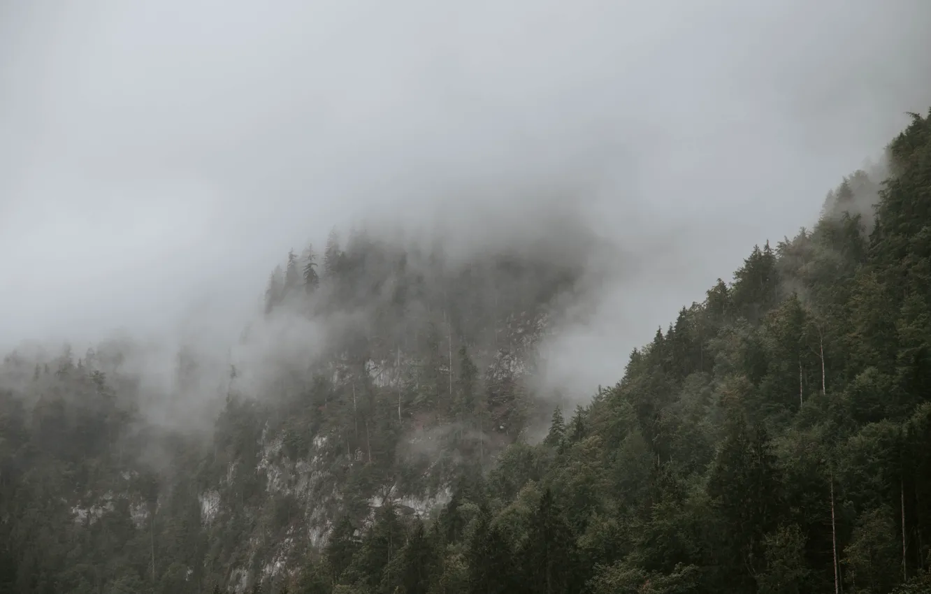 Photo wallpaper trees, mountains, nature, fog, rocks, Germany, slope, Bayern