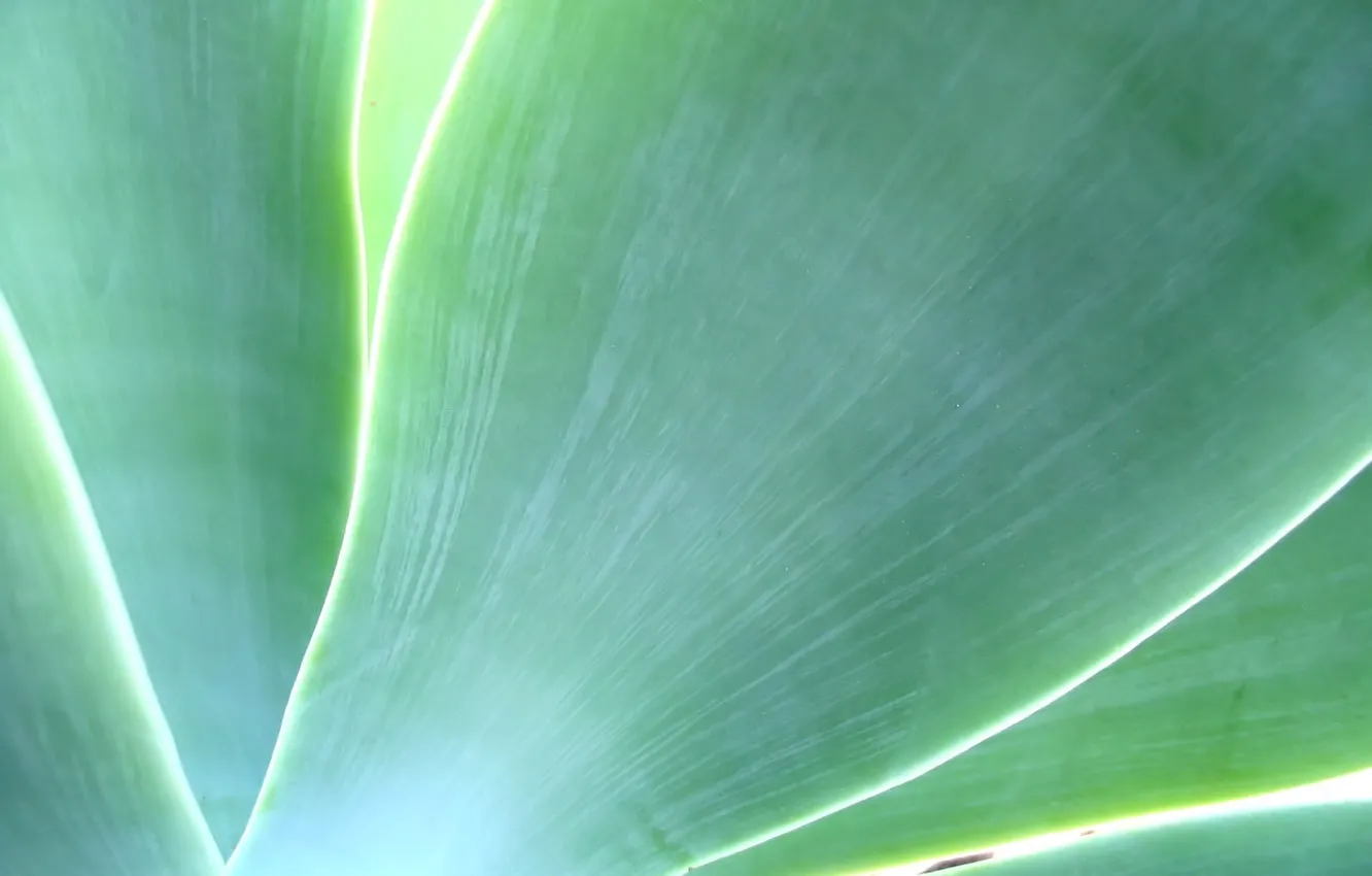 Photo wallpaper greens, leaves, plant