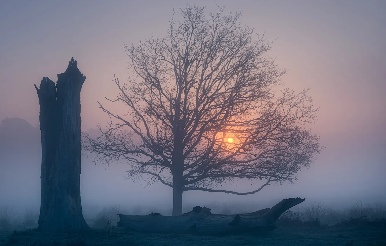 Photo wallpaper trees, fog, dawn, England, morning, England, Richmond Park, Richmond Park