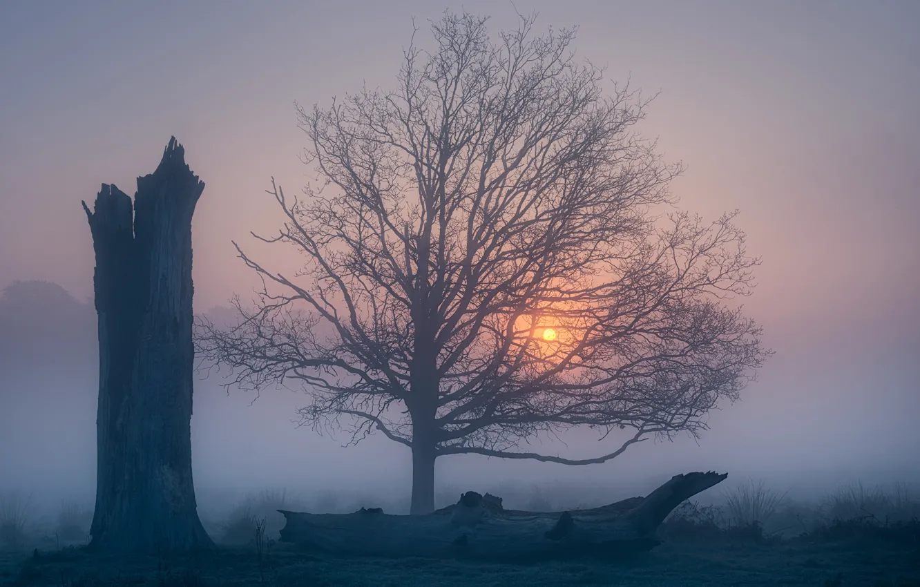 Photo wallpaper fog, tree, dawn, England, morning, England, Richmond Park, Richmond Park