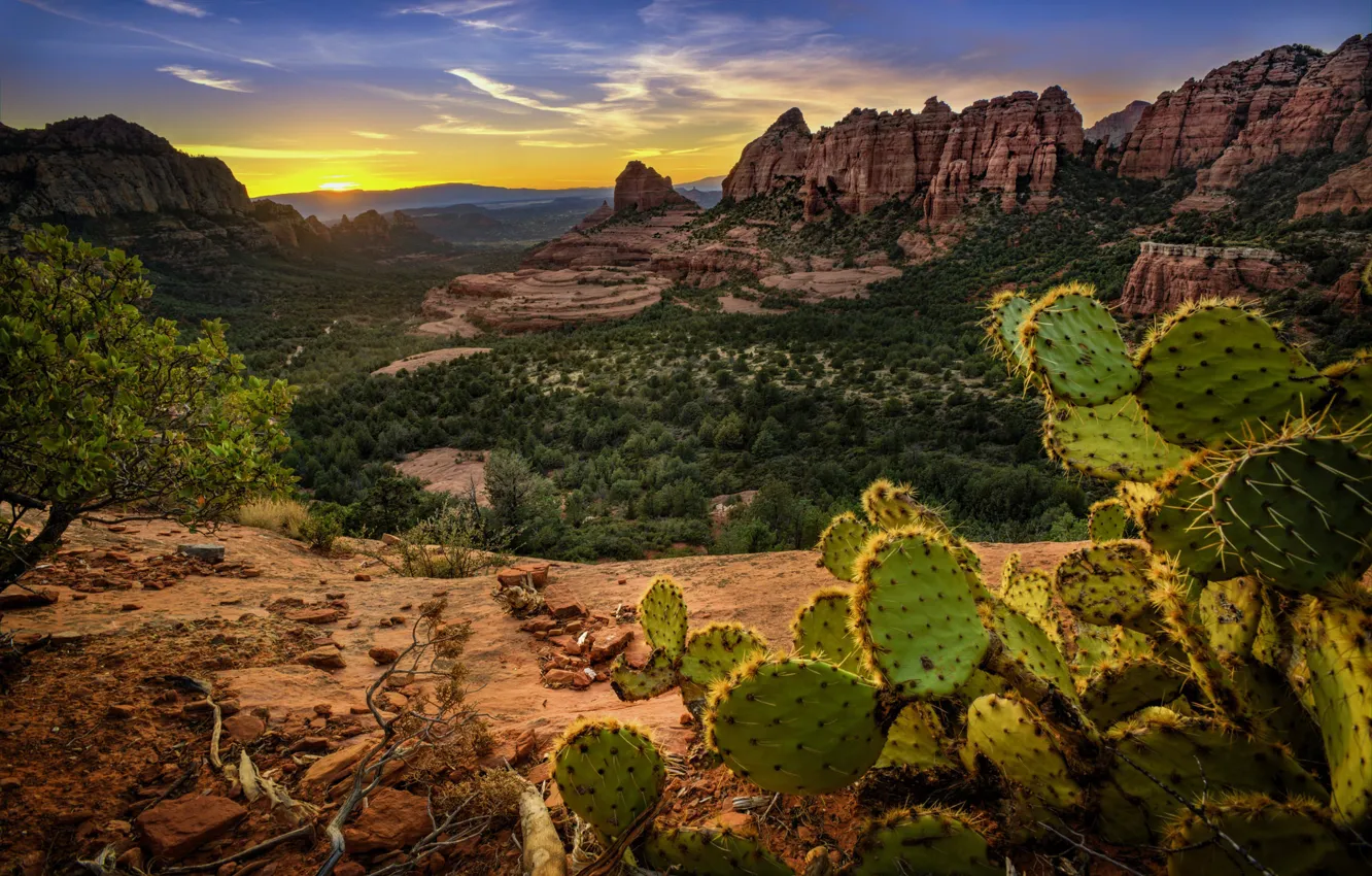 Photo wallpaper mountains, rocks, cactus, AZ, USA, Sedona