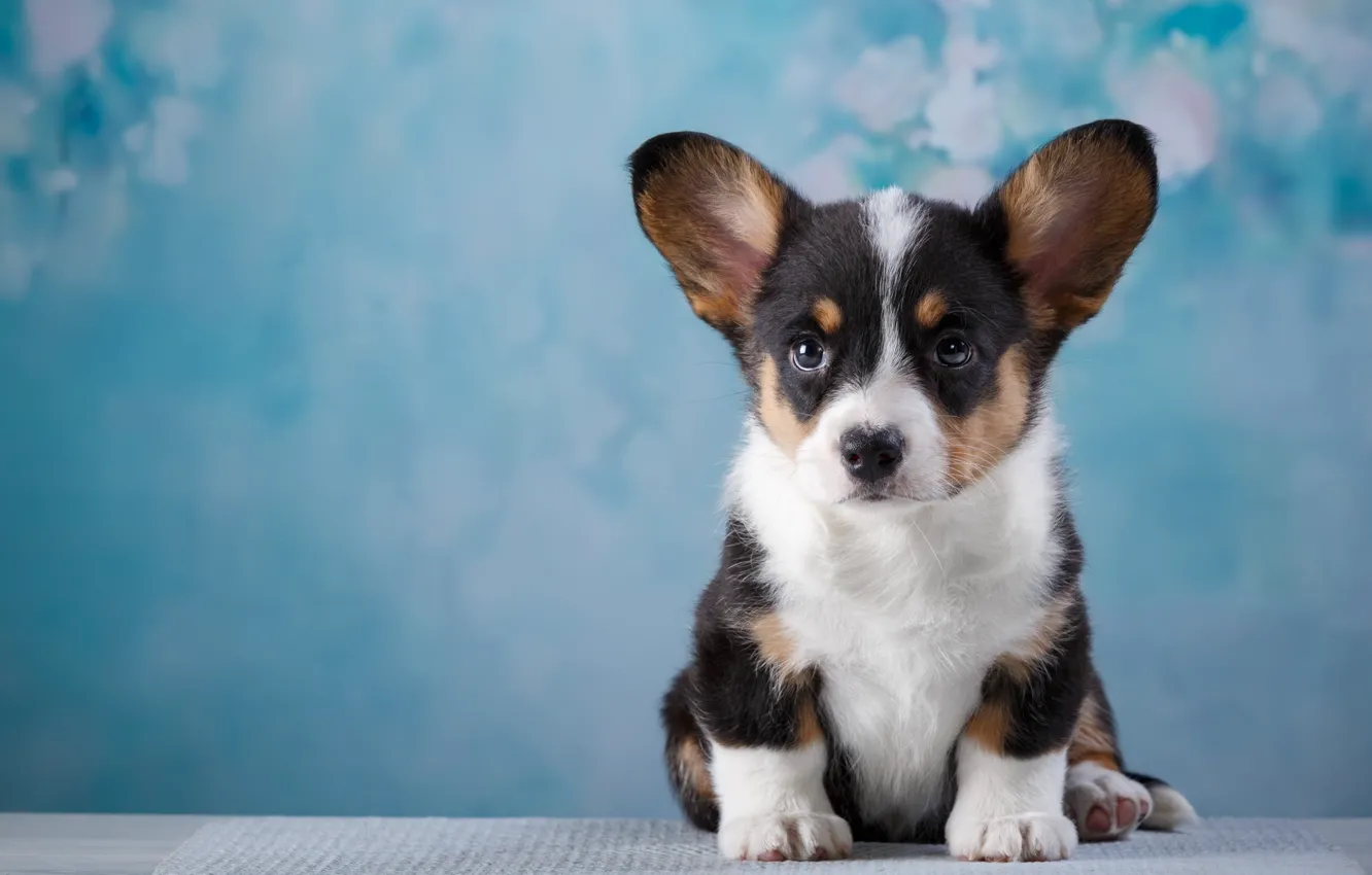 Photo wallpaper sweetheart, muzzle, puppy, Corgi