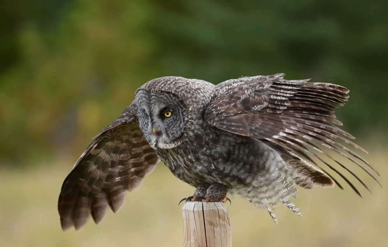 Photo wallpaper owl, bird, wings, post, Great Gray Owl