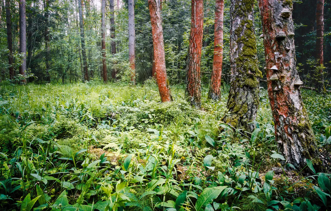 Photo wallpaper forest, trees, floor