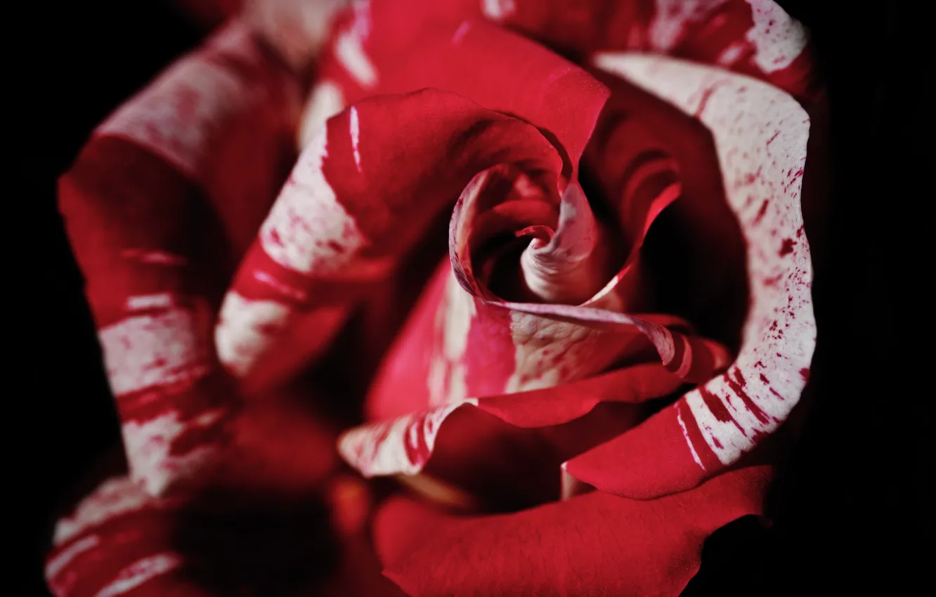 Photo wallpaper flowers, roses, petals, buds