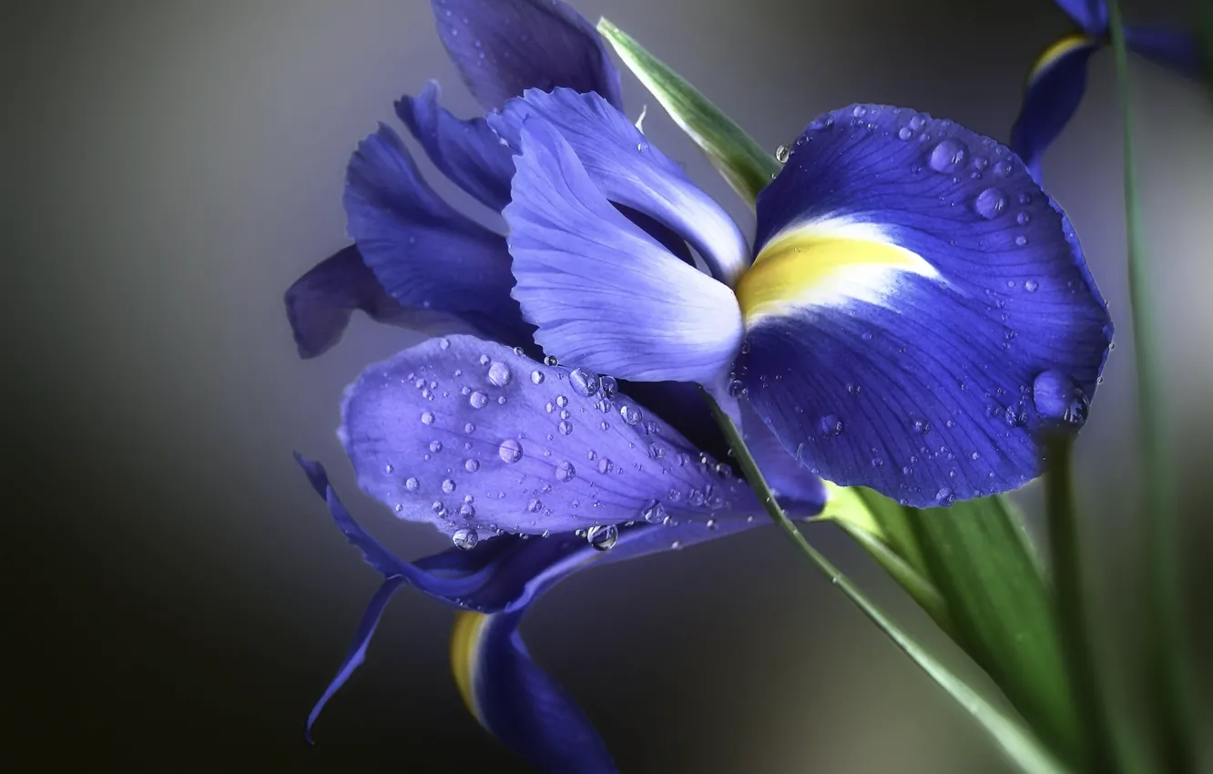 Photo wallpaper flowers, blue, yellow, green, photo, grey, background, iris