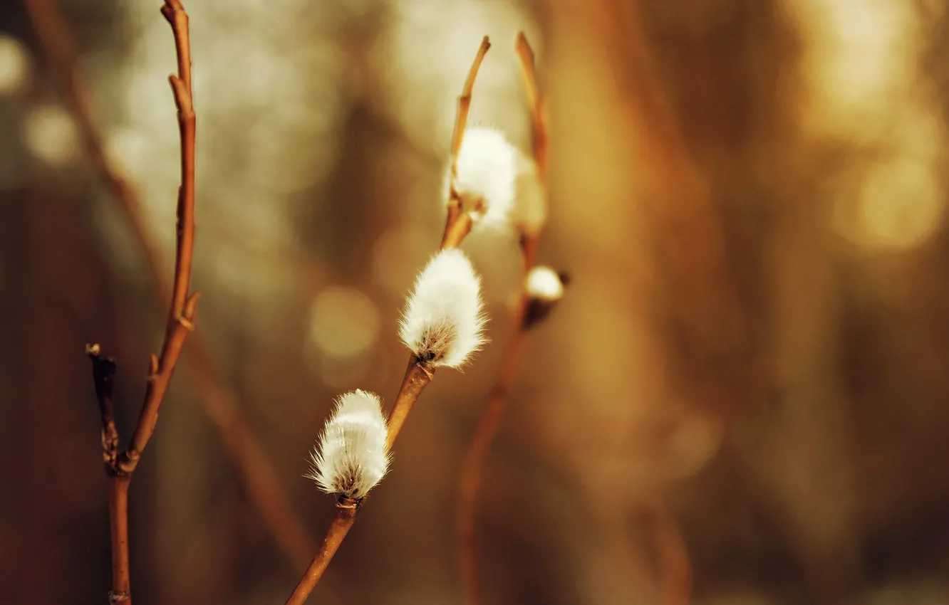 Photo wallpaper macro, background, cat, Verba, spring