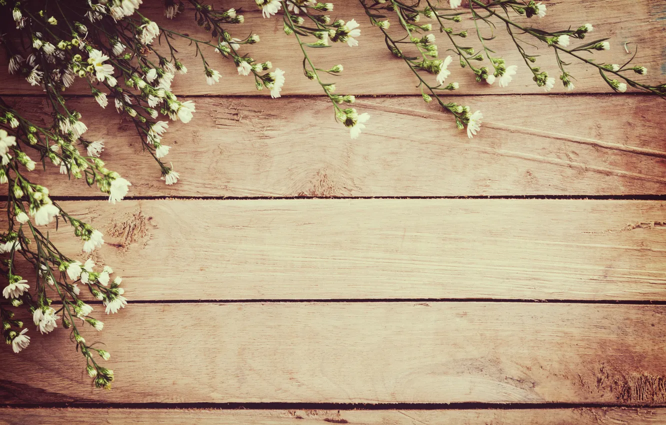 Photo wallpaper flowers, spring, white, white, wood, blossom, flowers, spring