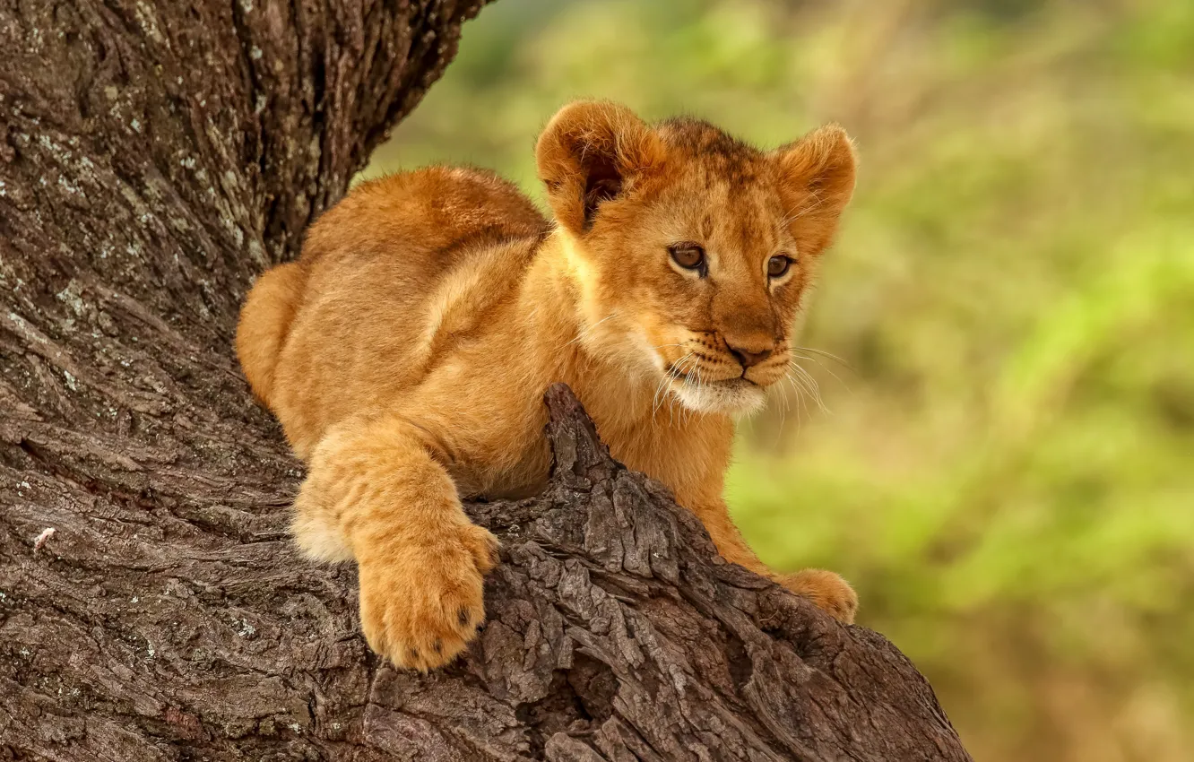 Photo wallpaper pose, animal, predator, trunk, cub, lion