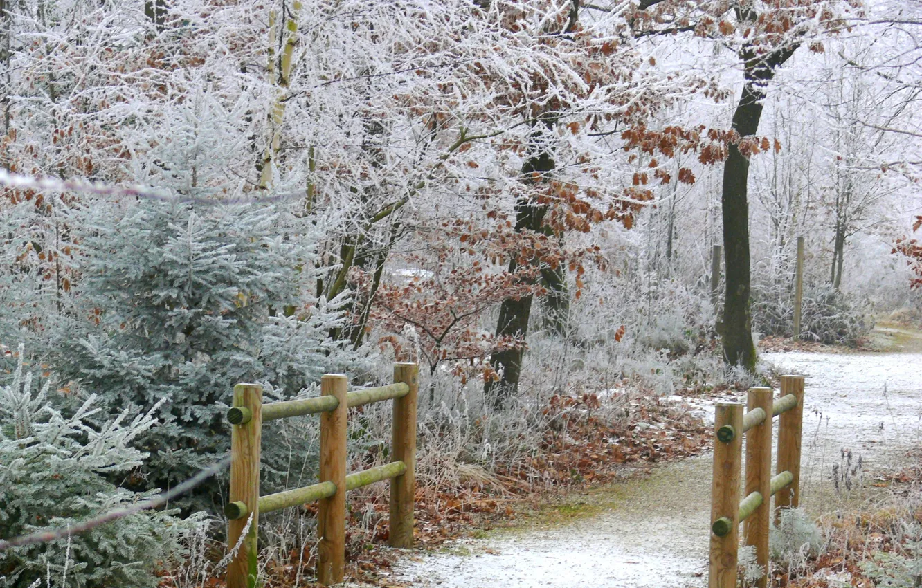 Photo wallpaper winter, frost, road, railings