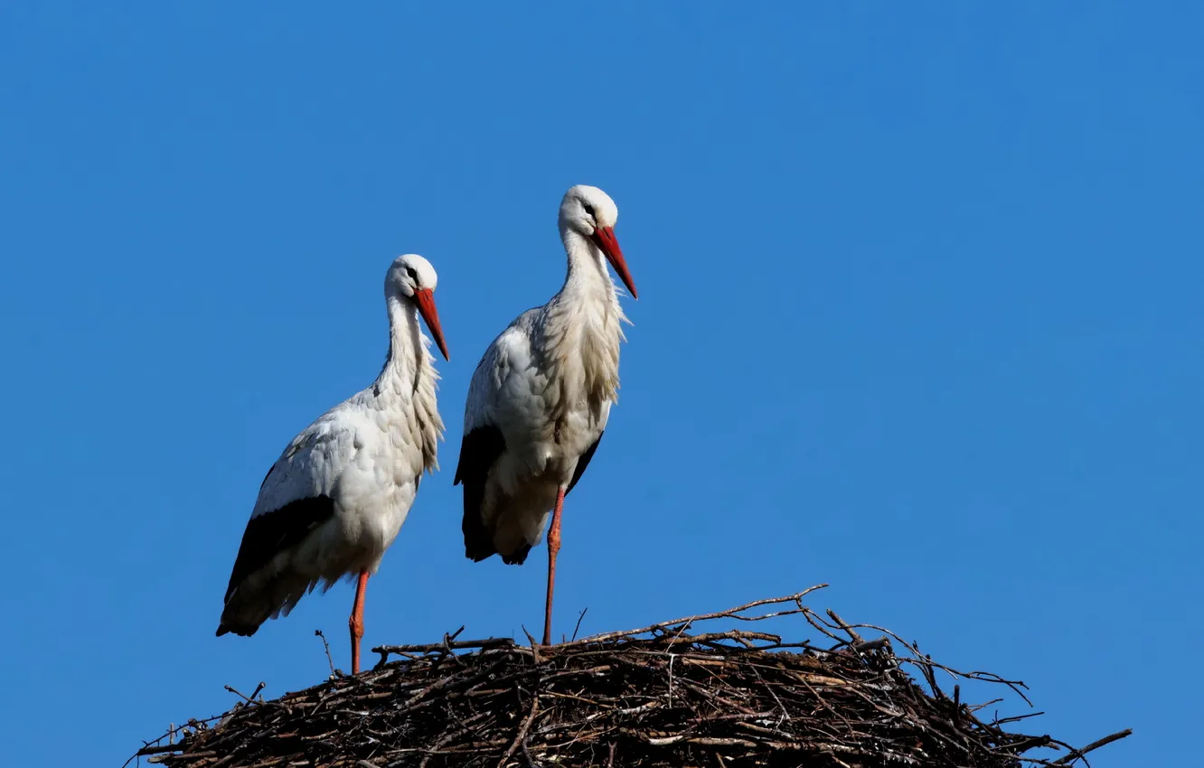 Photo wallpaper the sky, nature, socket, stork