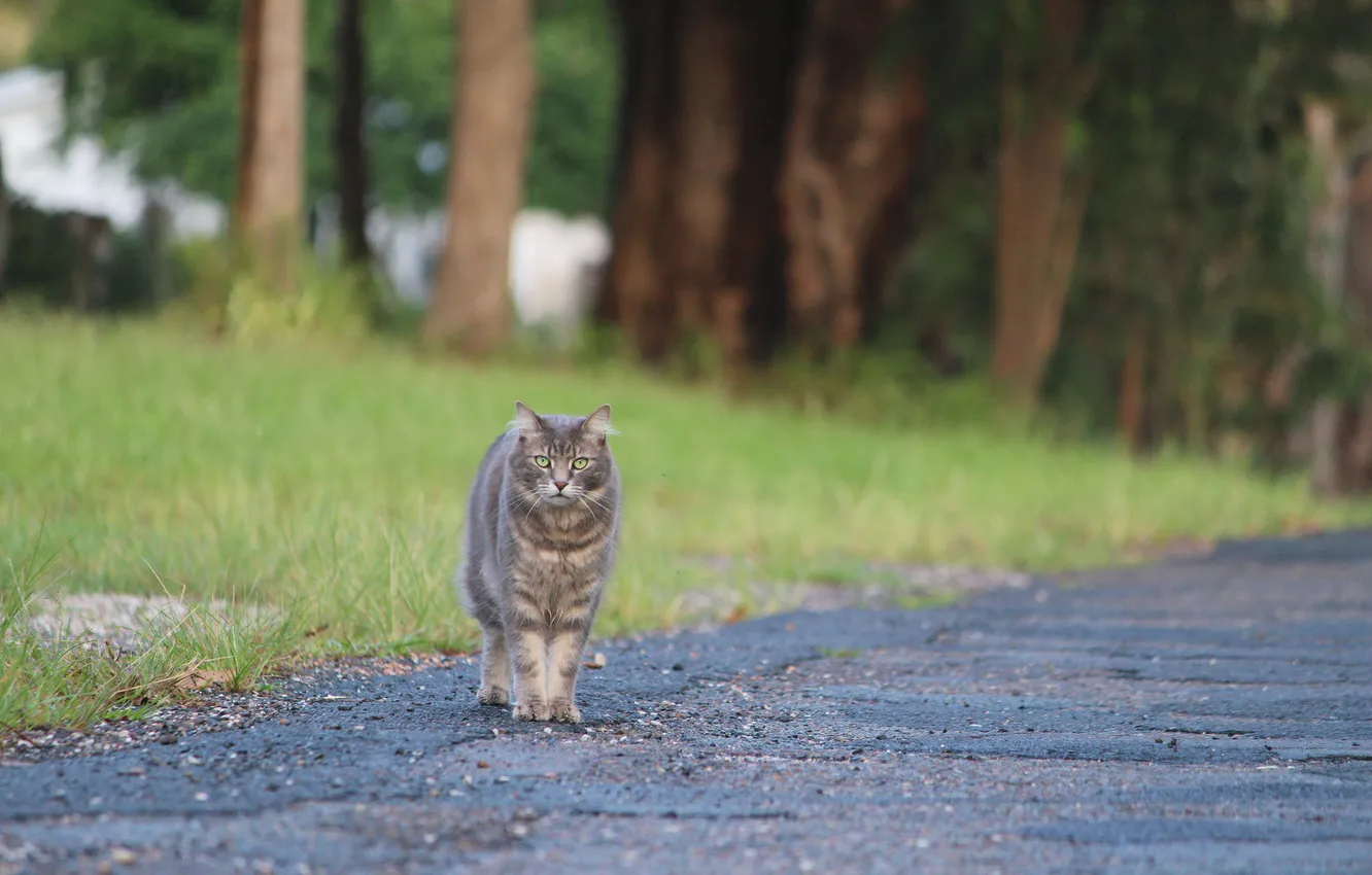 Photo wallpaper road, cat, grey, looks