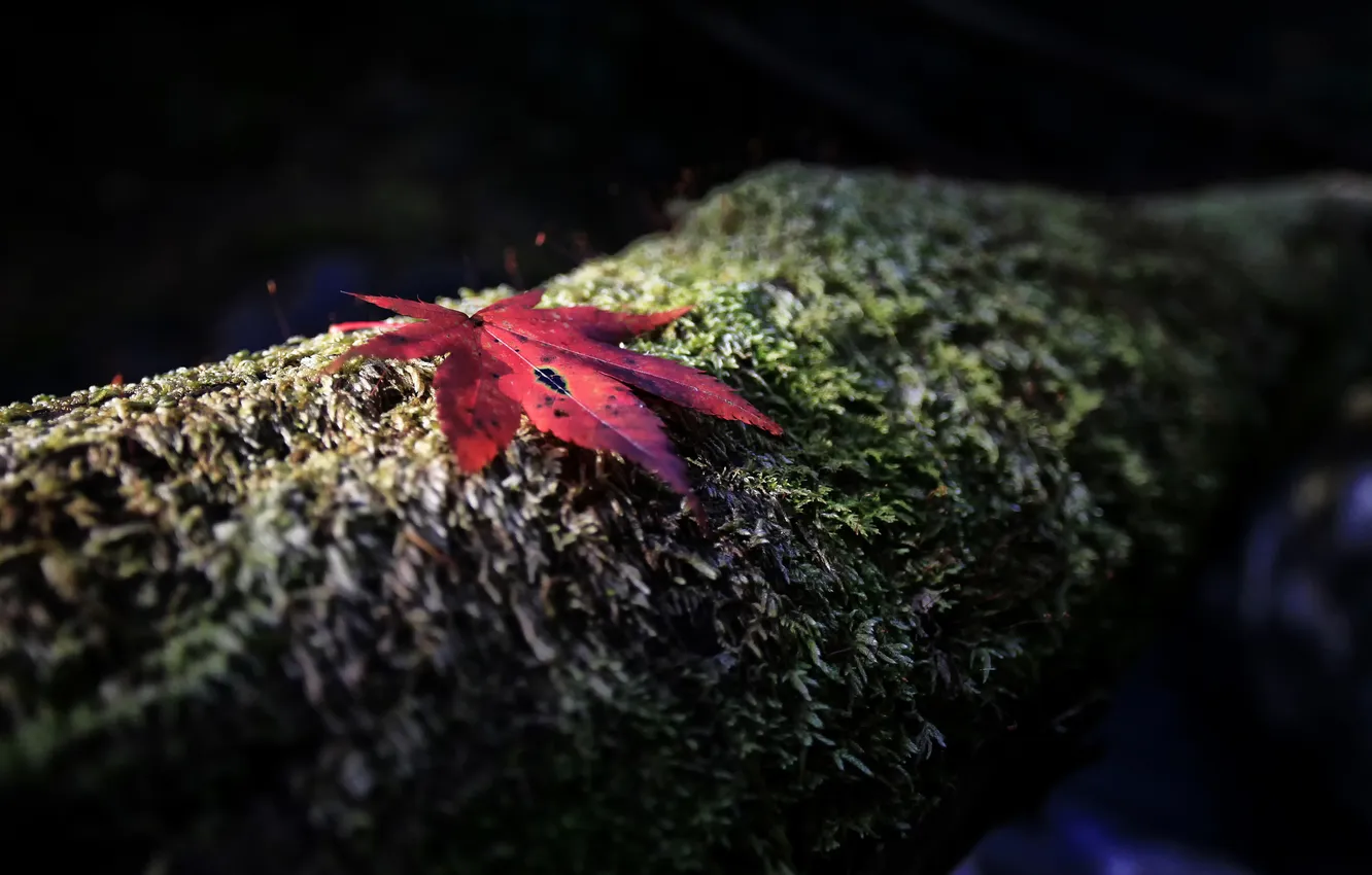 Photo wallpaper autumn, red, sheet, tree, moss, focus, trunk, bark