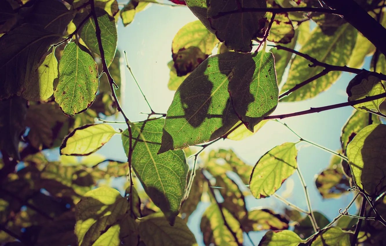 Photo wallpaper autumn, leaves, the sun, light, trees, branches, nature, Wallpaper