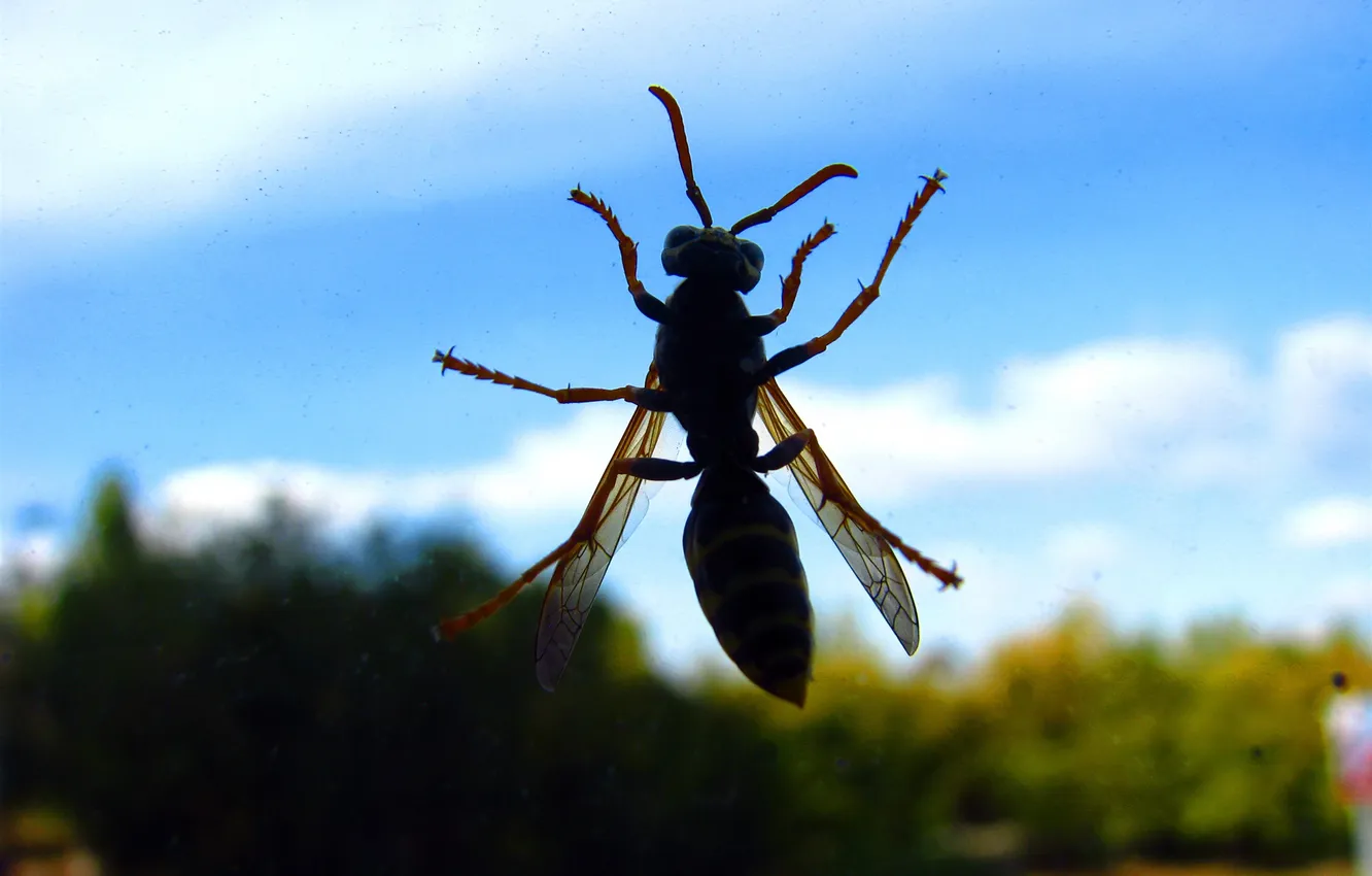 Photo wallpaper the sky, glass, OSA, insect