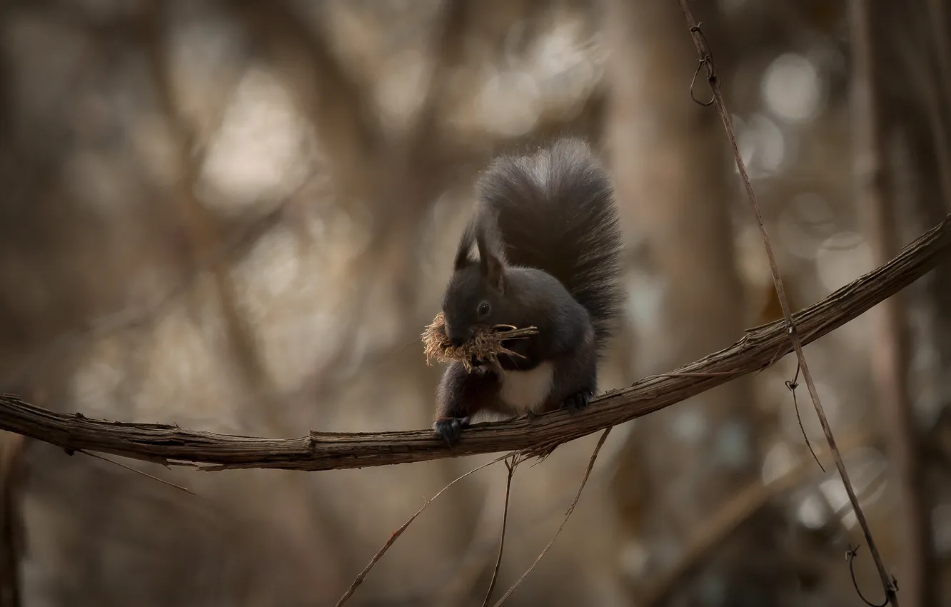 Photo wallpaper branches, pose, protein, brown background, bokeh