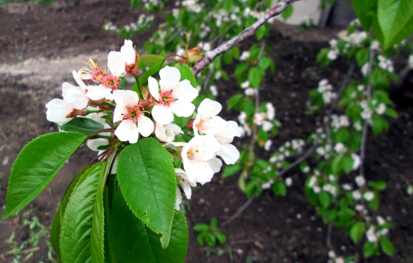 Photo wallpaper trees, landscape, flowers, beauty, apricots