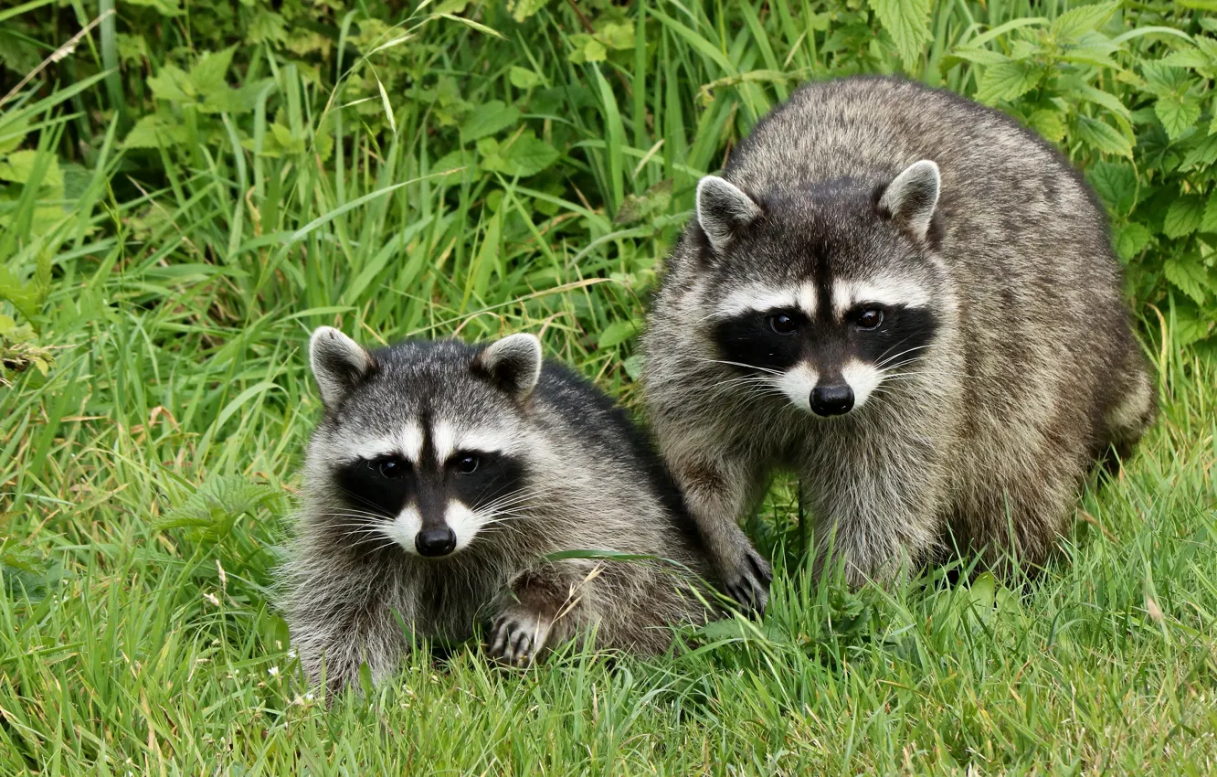 Photo wallpaper grass, pair, raccoon, two, raccoons