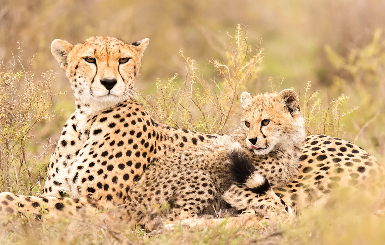 Photo wallpaper field, Cheetah, lies, cub, mother, Two cheetahs