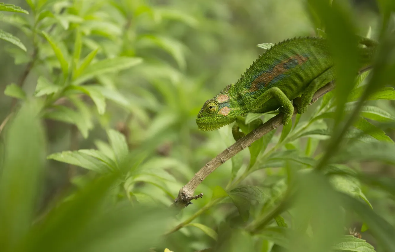 Photo wallpaper green, chameleon, disguise