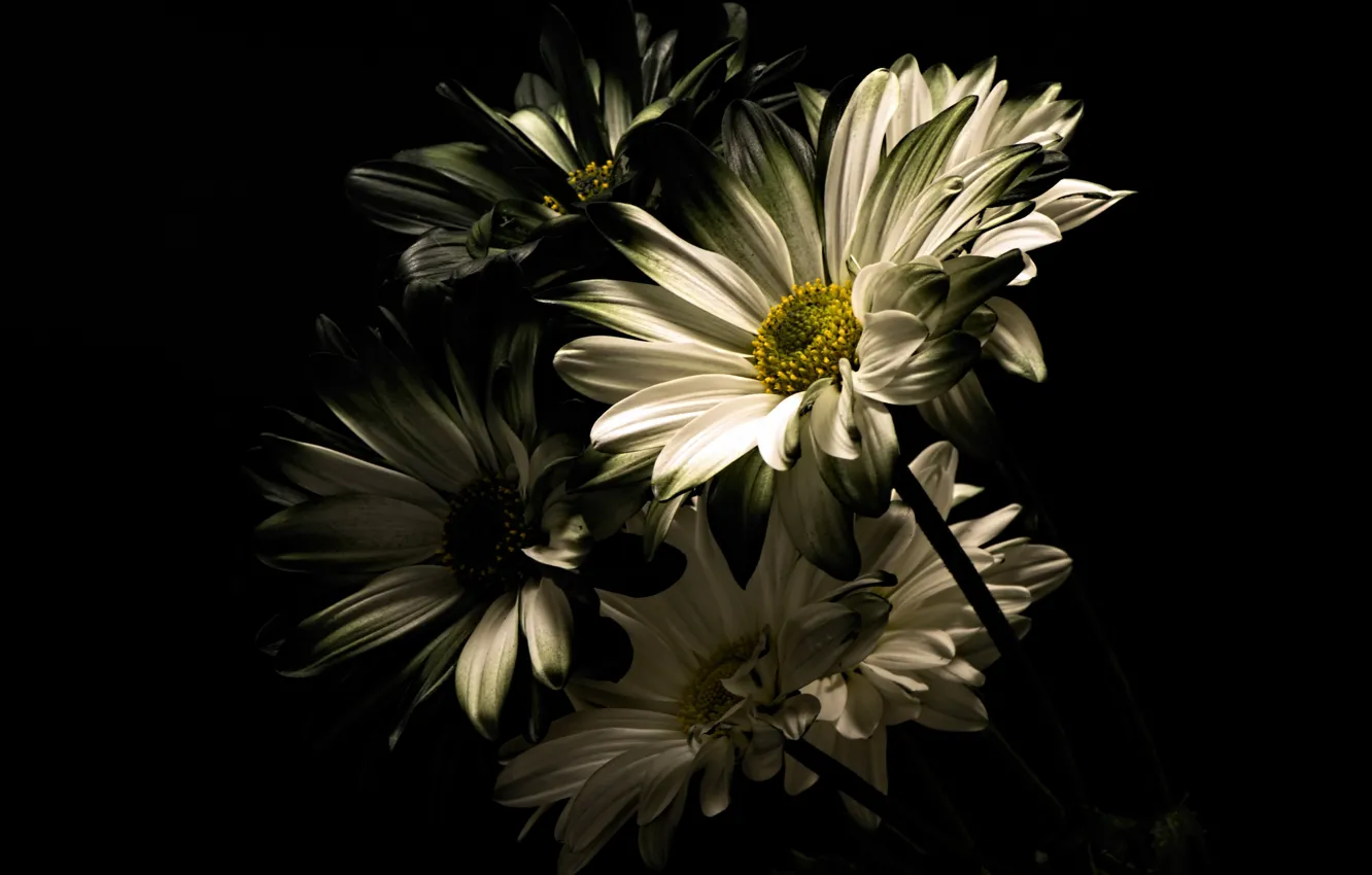 Photo wallpaper flowers, photo, chrysanthemum