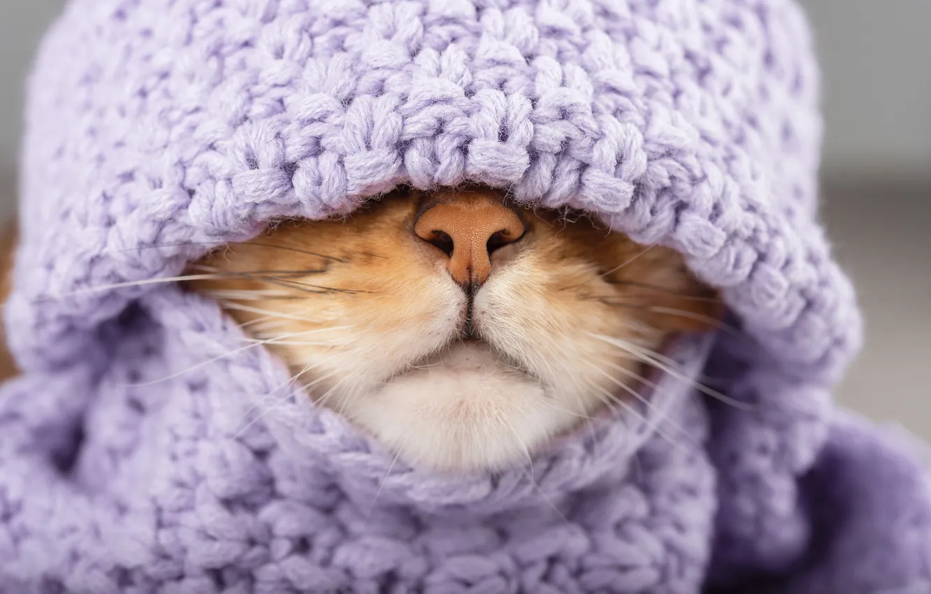 Photo wallpaper cat, cat, look, pose, hat, scarf, spout, face